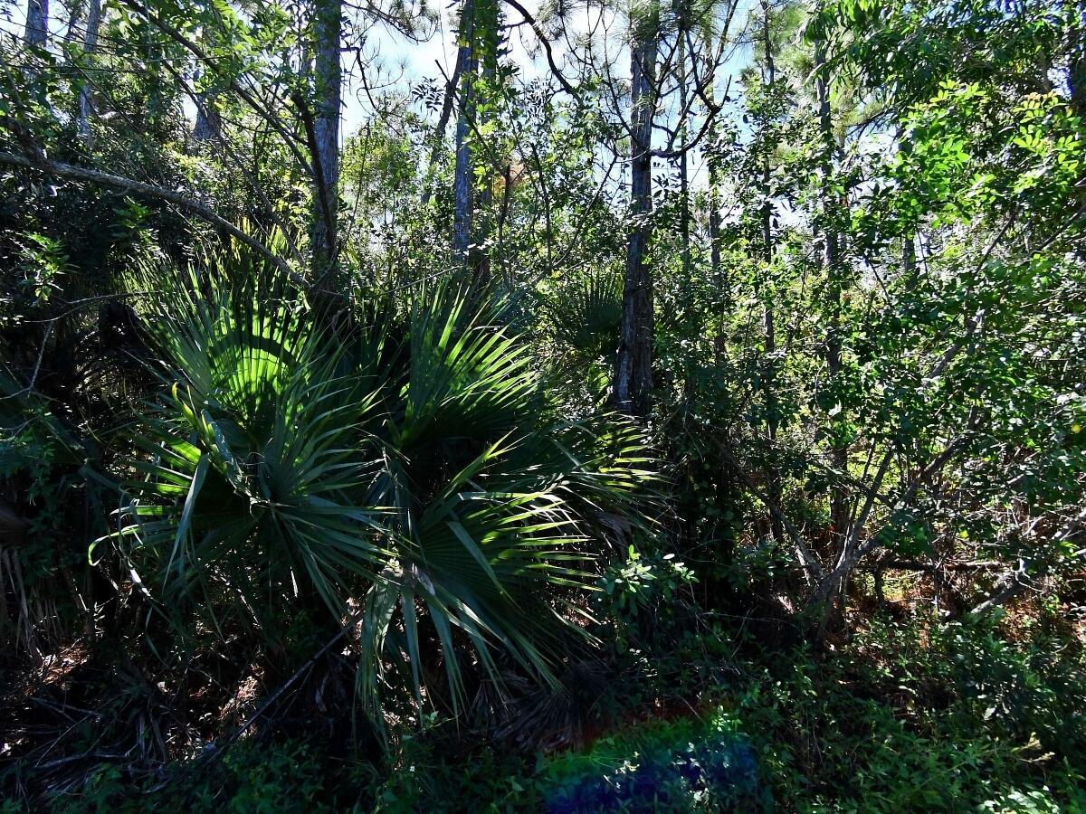 5 acres of land in Port Saint Lucie . You can build your dream home. Horses and farm animals allowed. Close to us1 and shopping and stores.