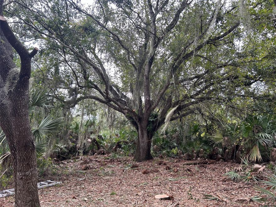 Own 1.25 acres in Okeechobee to camp, hunt and ride ATVs. Perfect for a tree stand to hunt on.
Lots of oaks!