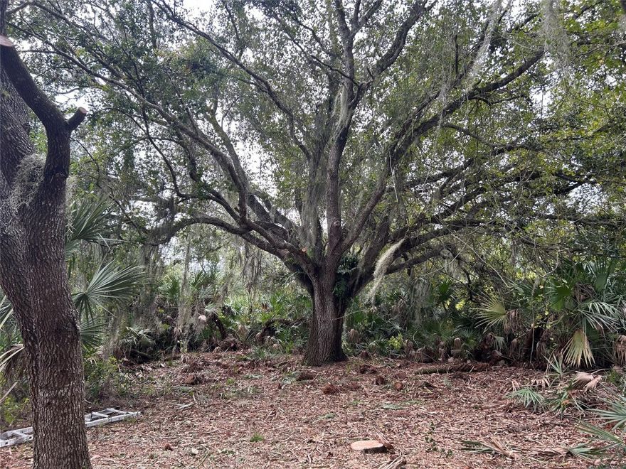 Own 1.25 acres in Okeechobee to camp, hunt and ride ATVs. Perfect for a tree stand to hunt on.Lots of oaks!