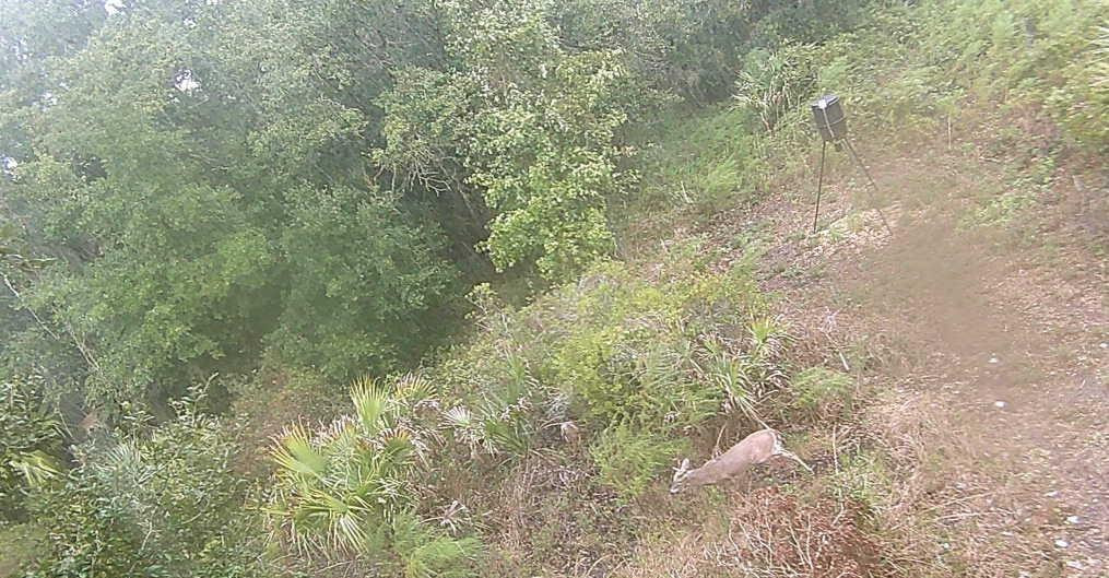 Southern Colonization Co - Land