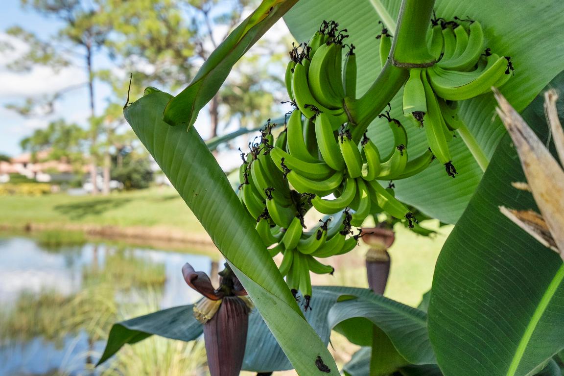 PIPERS LANDING - Residential
