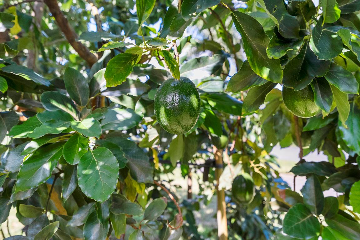 PIPERS LANDING - Residential