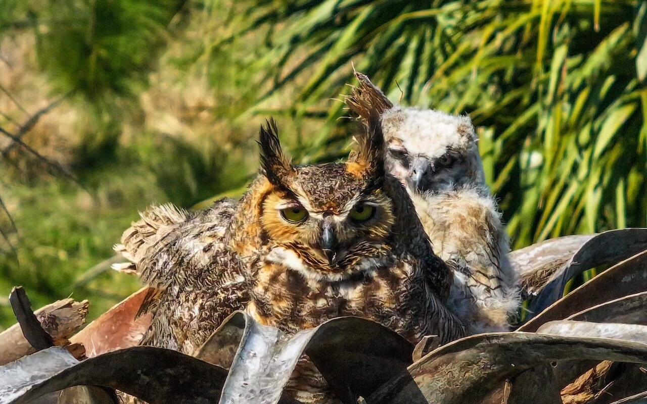 INDIAN RIVER FARMS COMPAN - Residential