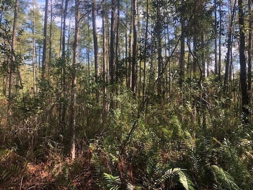 Discover Orlando Pines! This 1 acre property has deeded access off Old Grade Road in Polk City. Phenominal hunting. Bring your 4 wheelers for miles of trails. Take advantage of our owner financing and secure this hunting/agricultural/recreational property for your family and future generations.