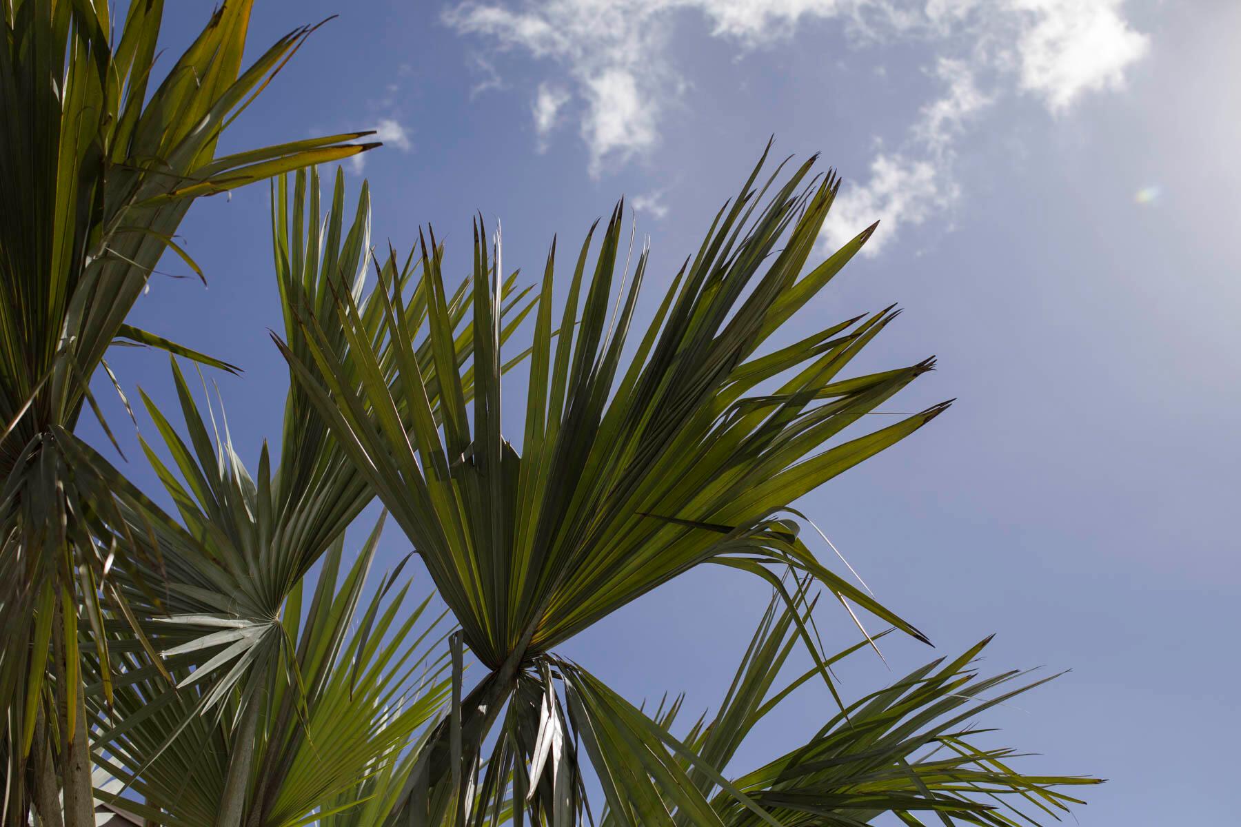 Osceola Park - Residential