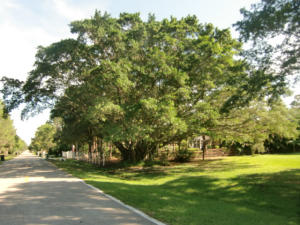 Jupiter Farms - Residential