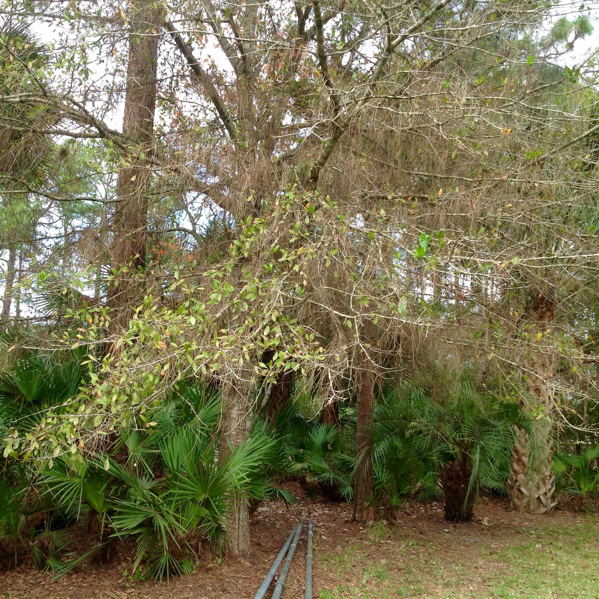 Jupiter Farms - Residential