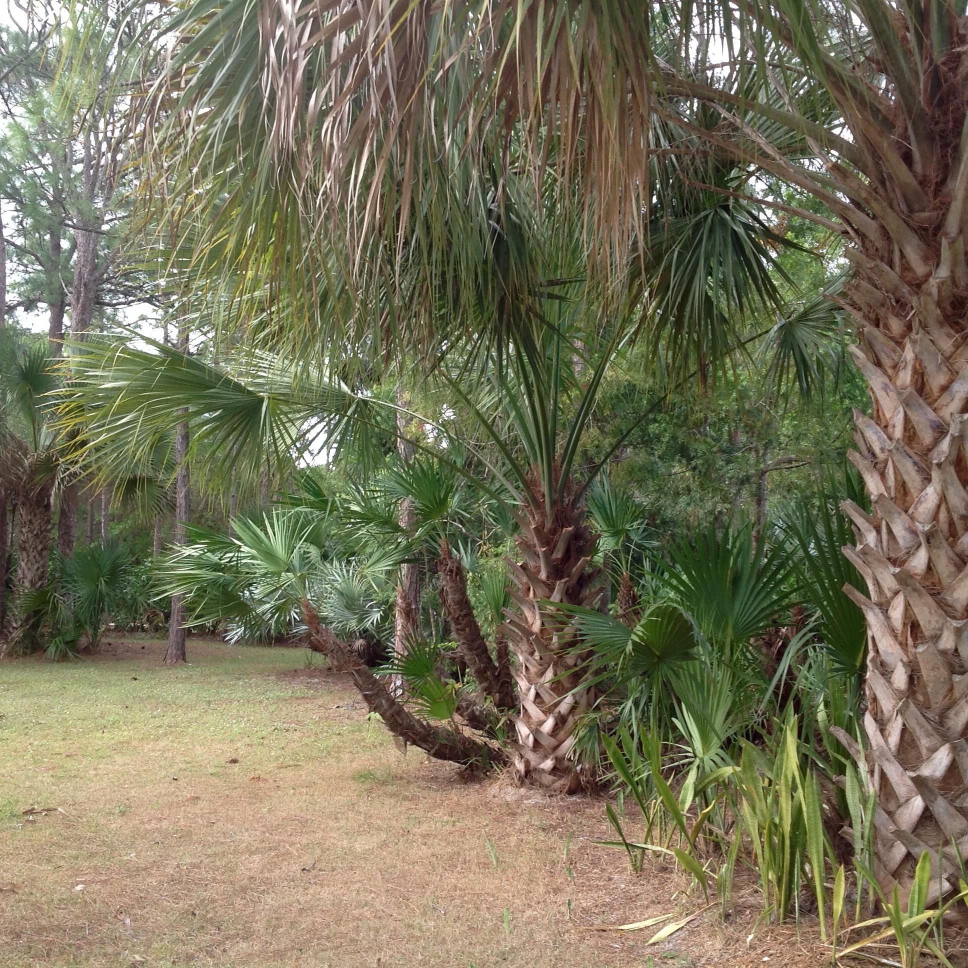 Jupiter Farms - Residential