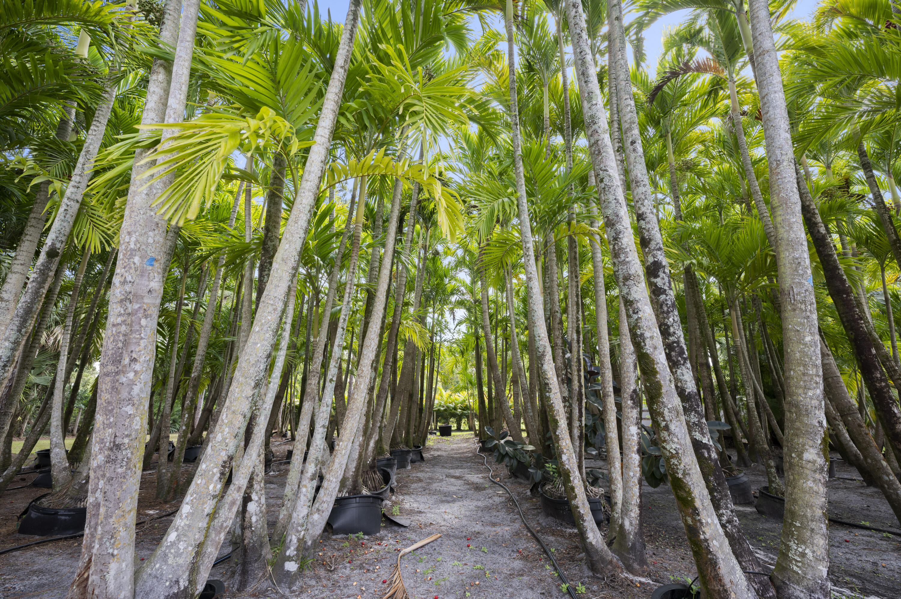 Jupiter Farms - Residential