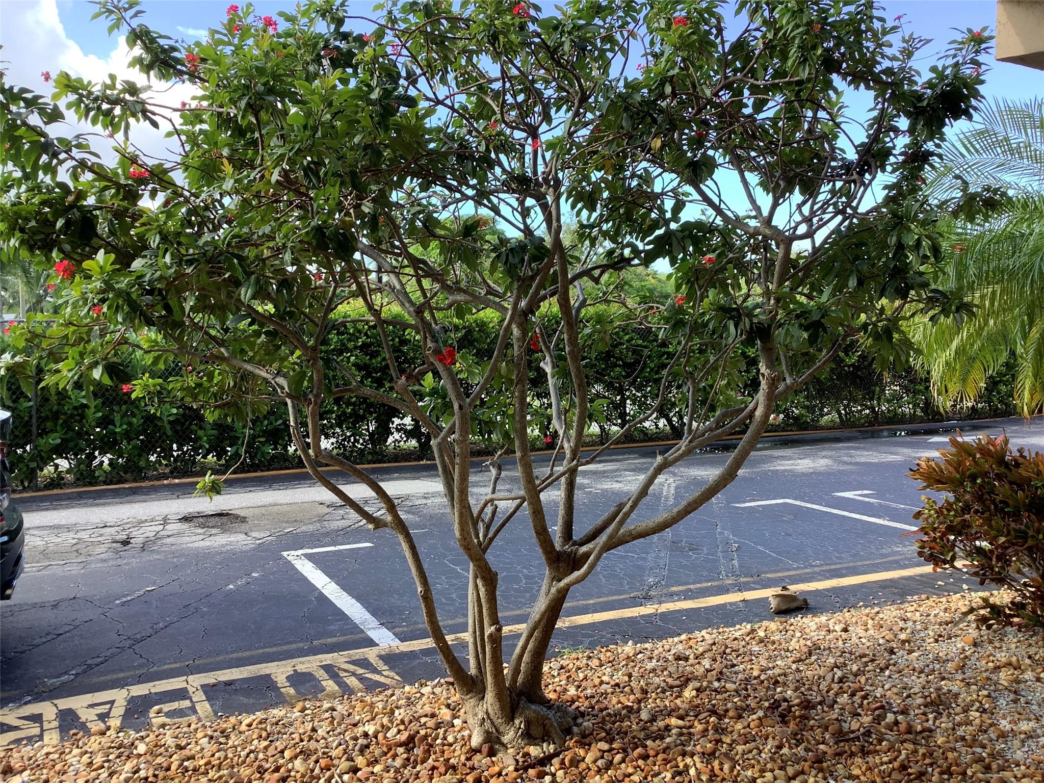 Village Royale - Residential