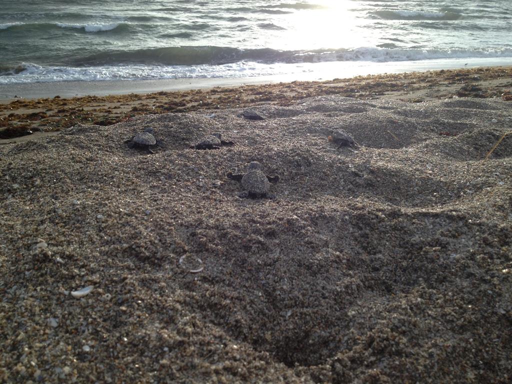 Yacht Club Beach - Land