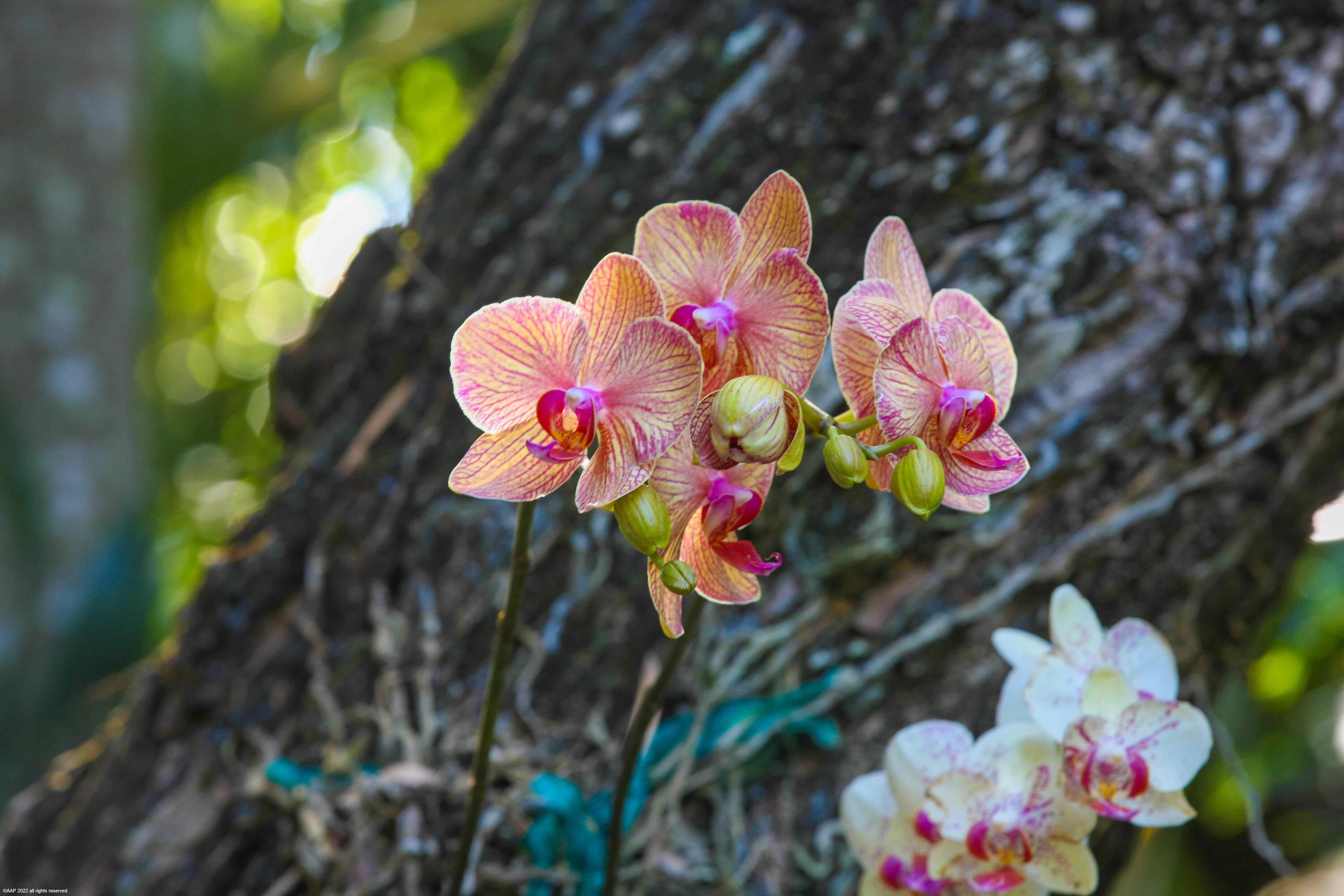 OAK TREE VILLAS CONDO - Residential