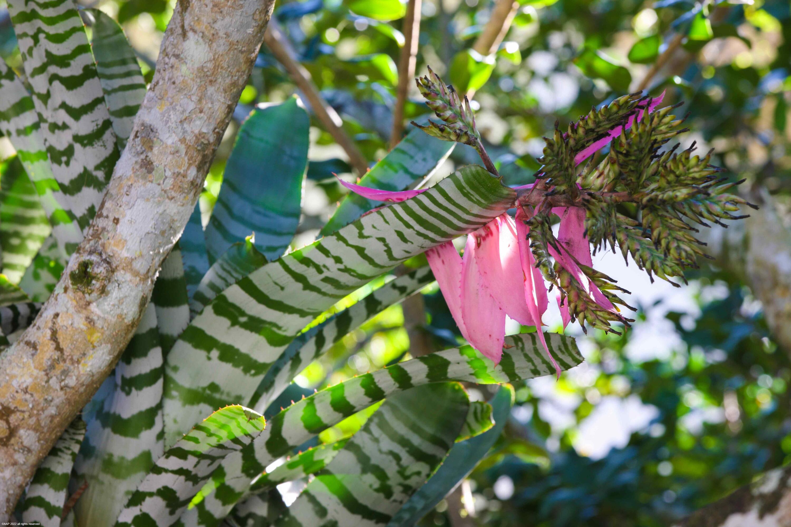 OAK TREE VILLAS CONDO - Residential