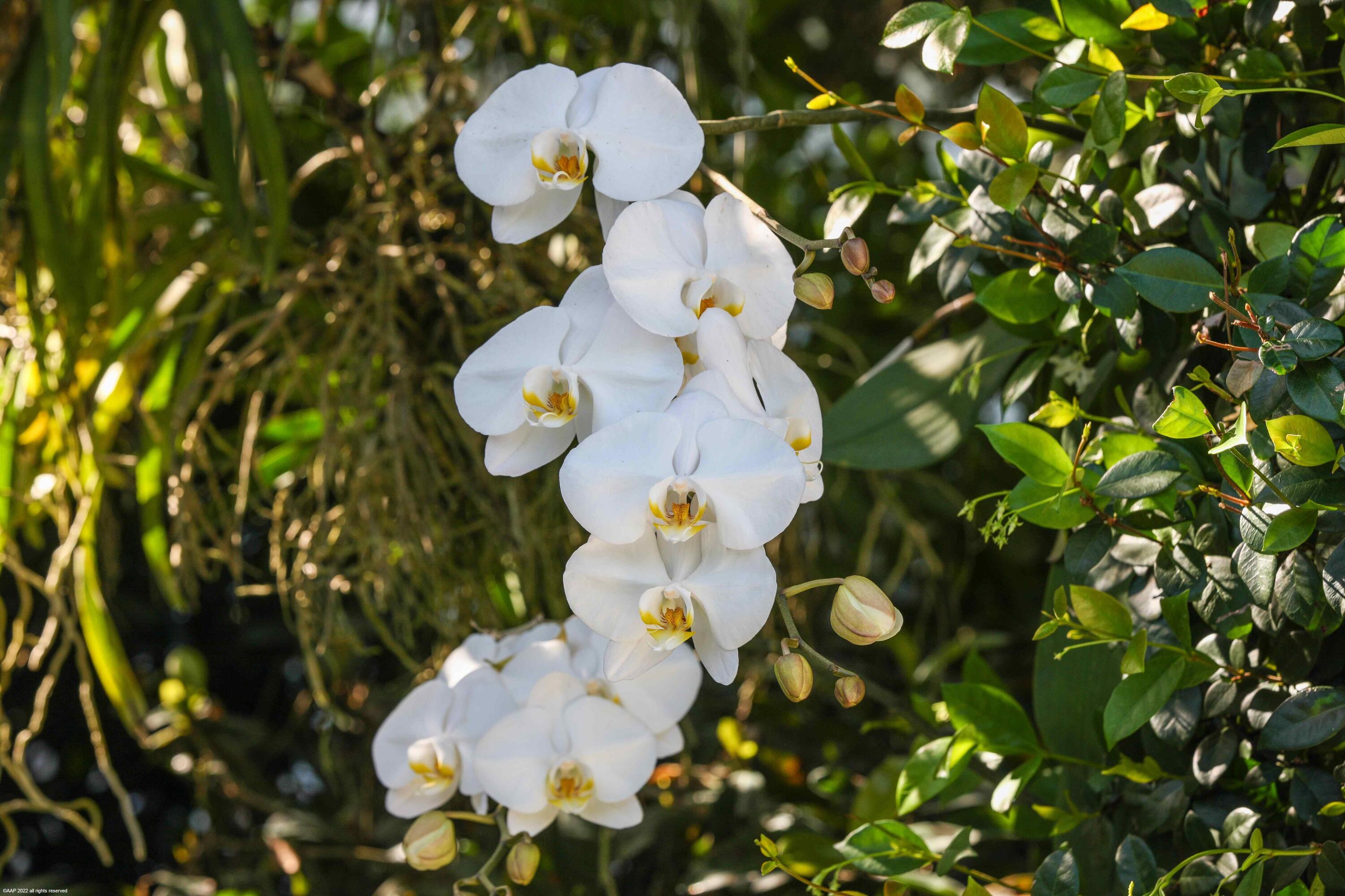 OAK TREE VILLAS CONDO - Residential