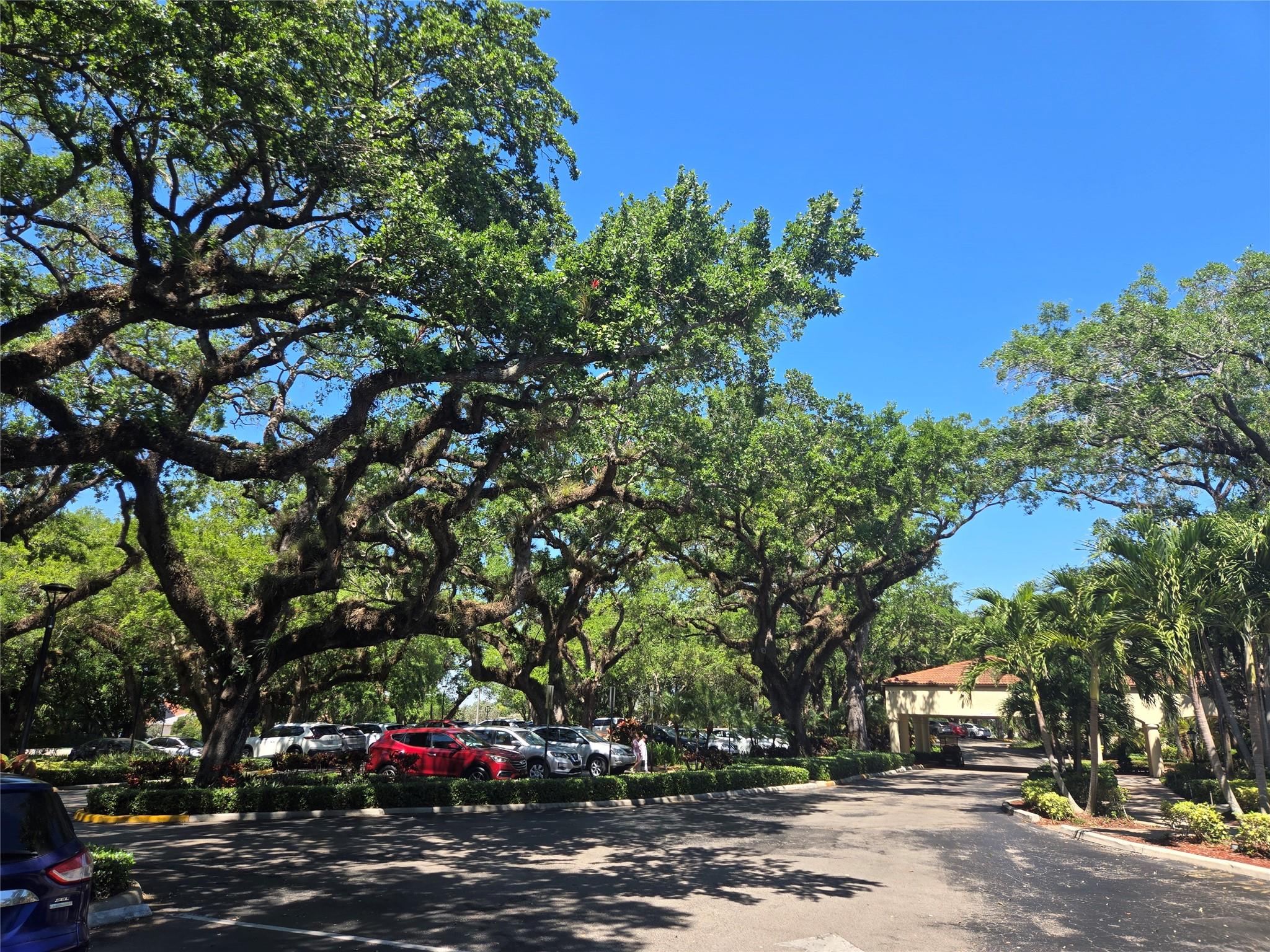 Sabal Palm - Residential