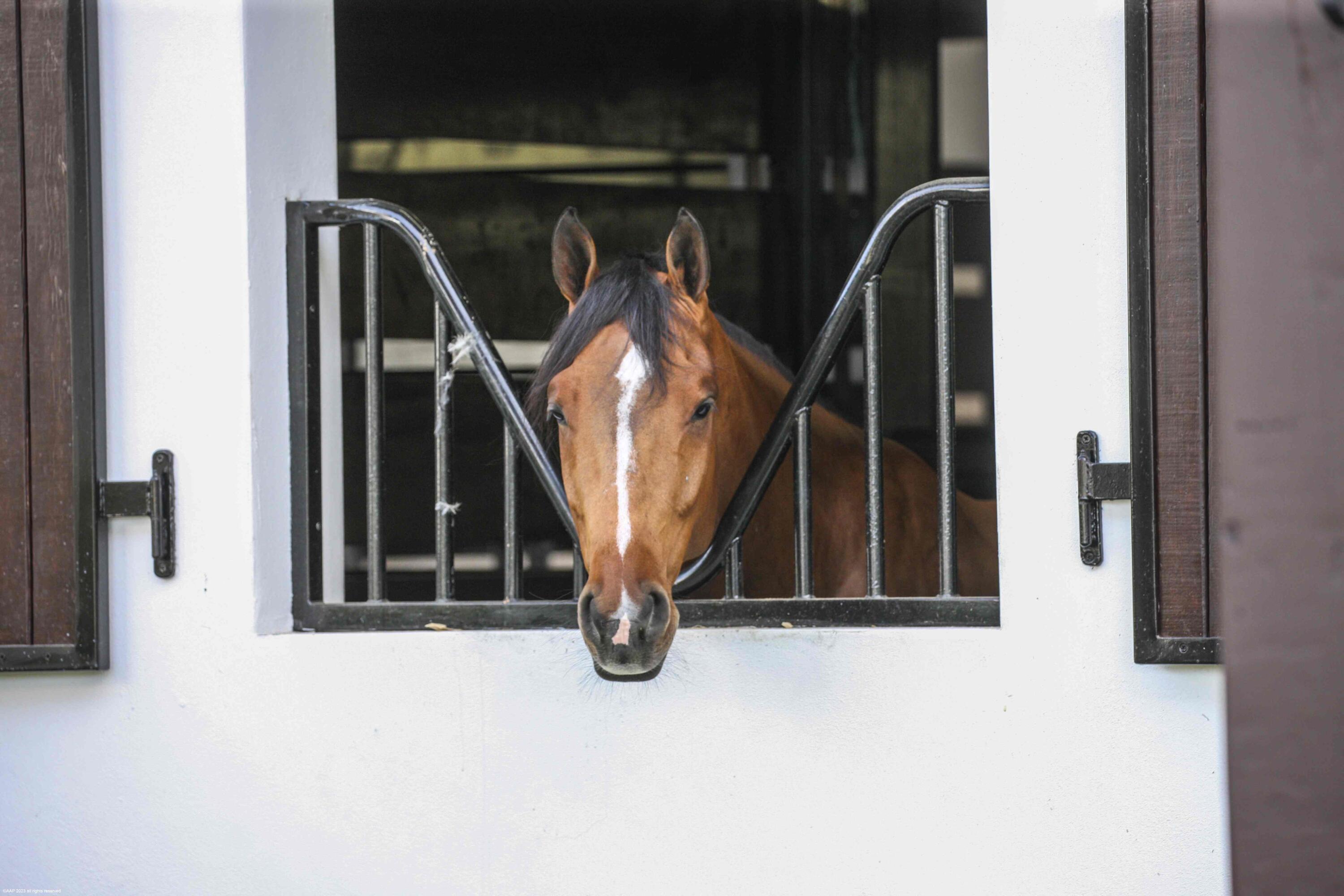 SADDLE TRAIL PARK OF WELLINGTON - Residential