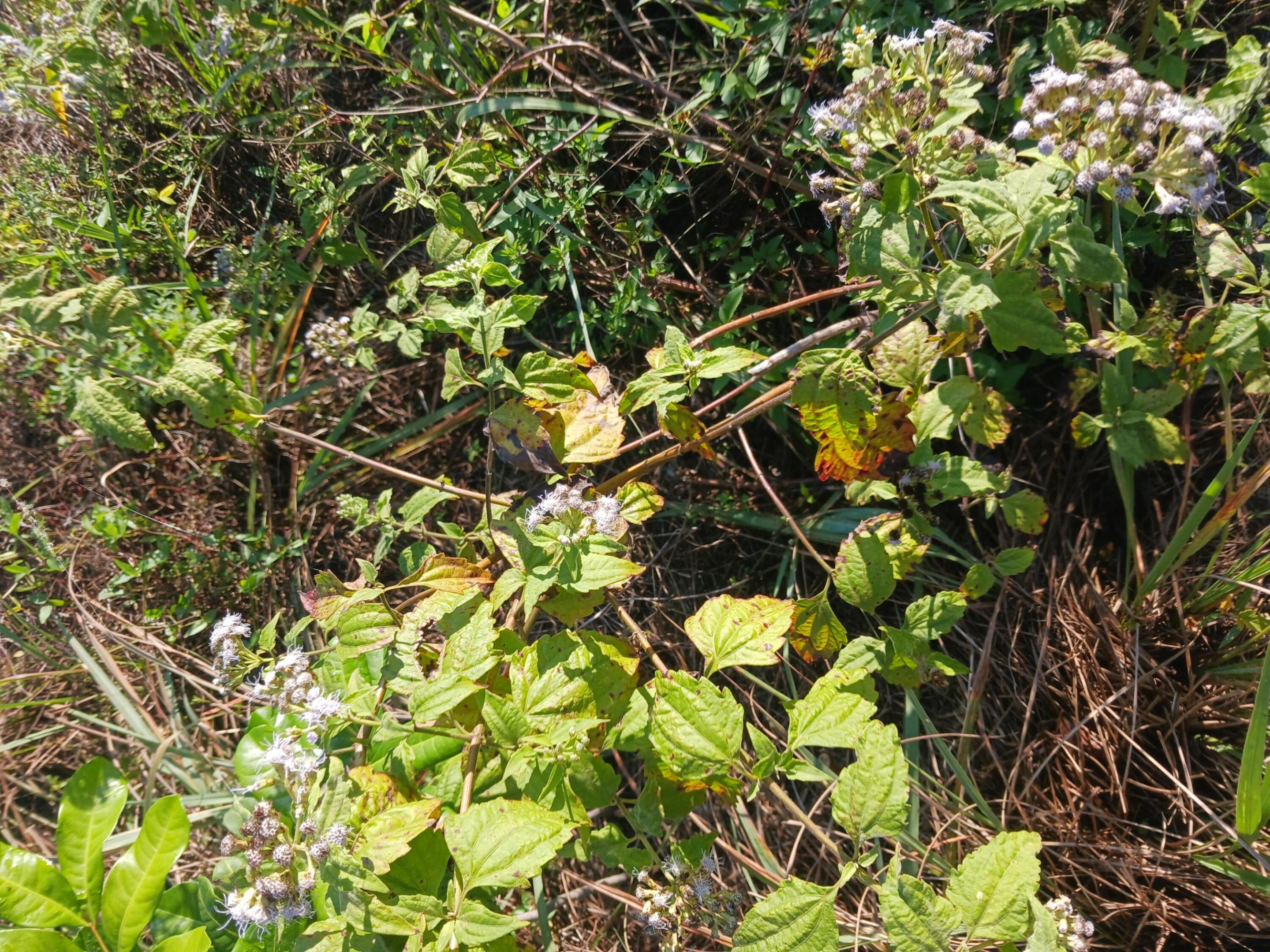 GOLDEN GATE EST UNIT 43 - Land