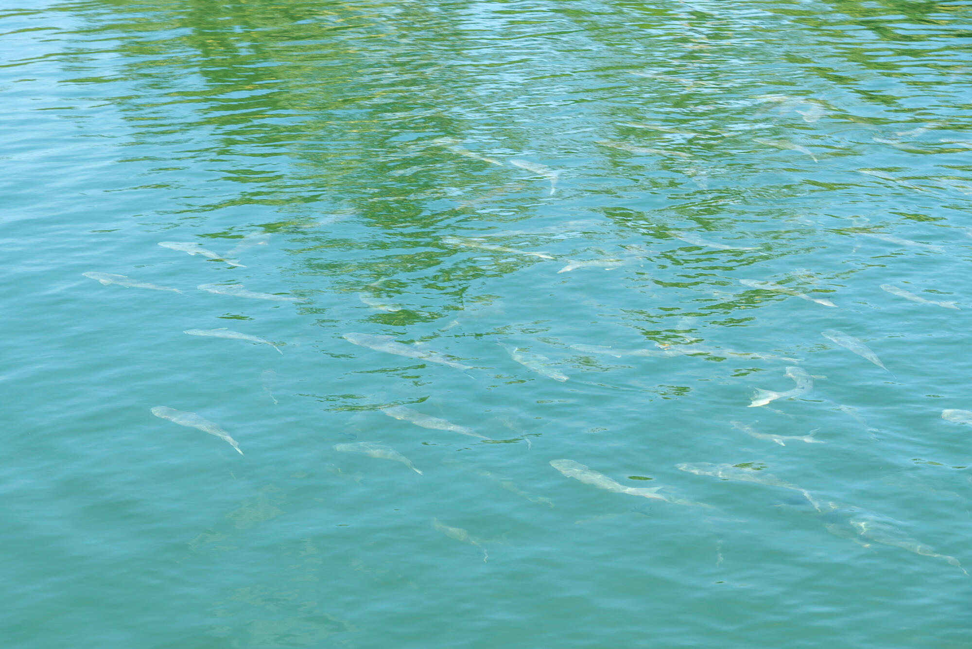 WALORISS SUBD - Residential