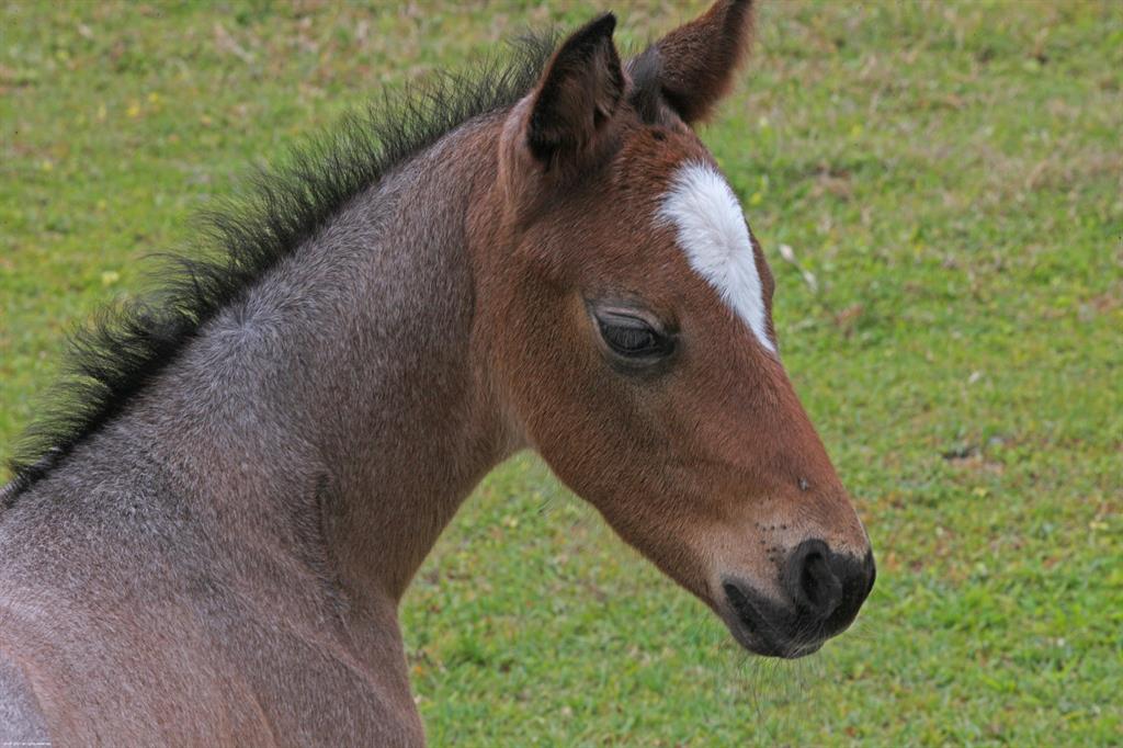 LOXAHATCHEE GROVES - Residential