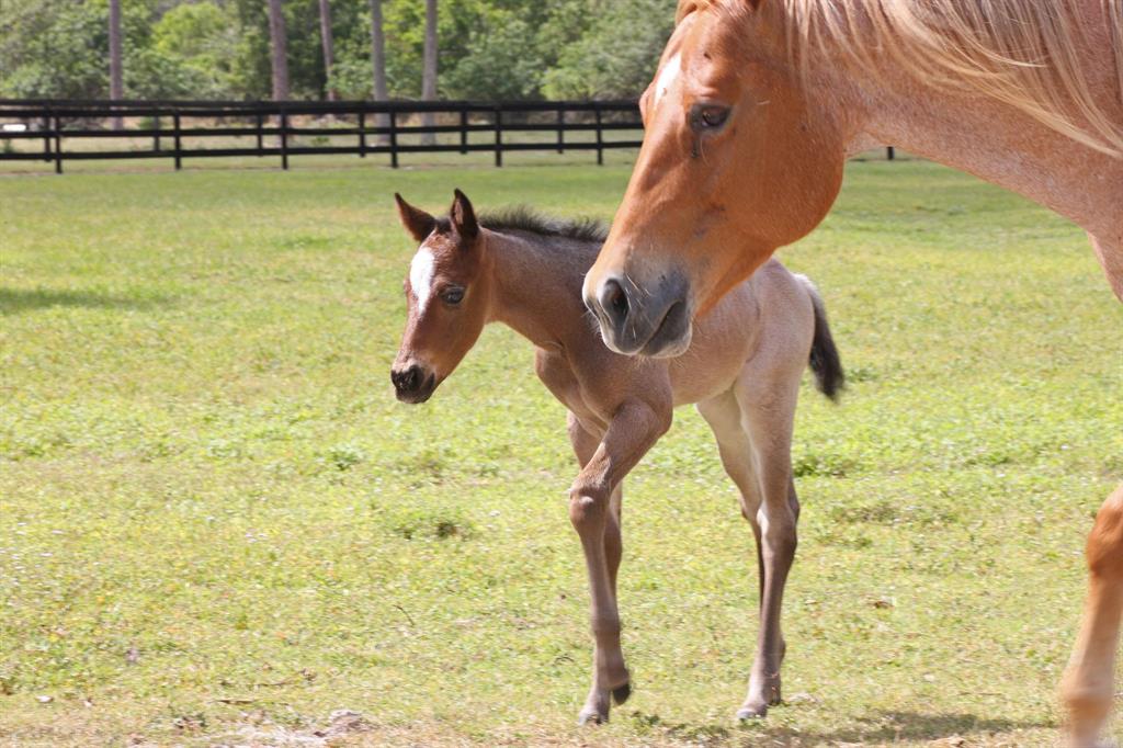 LOXAHATCHEE GROVES - Residential