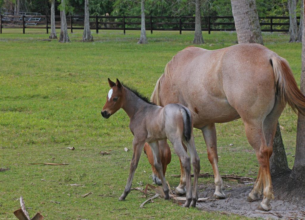 LOXAHATCHEE GROVES - Residential