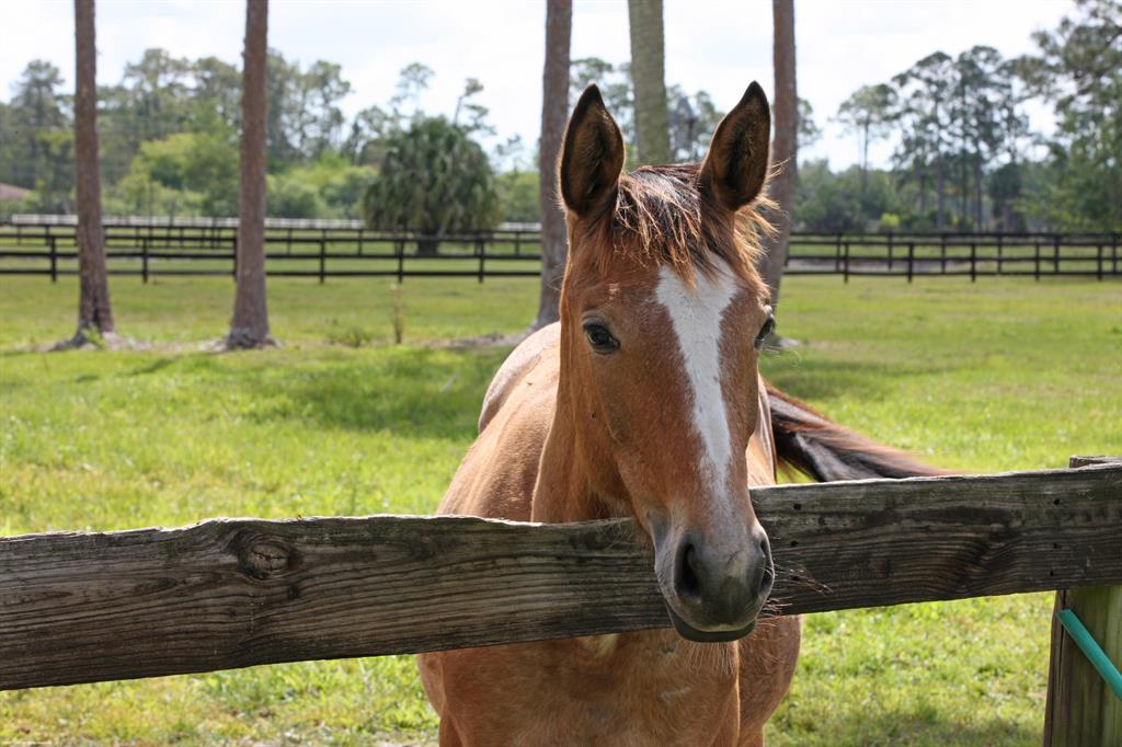 LOXAHATCHEE GROVES - Residential