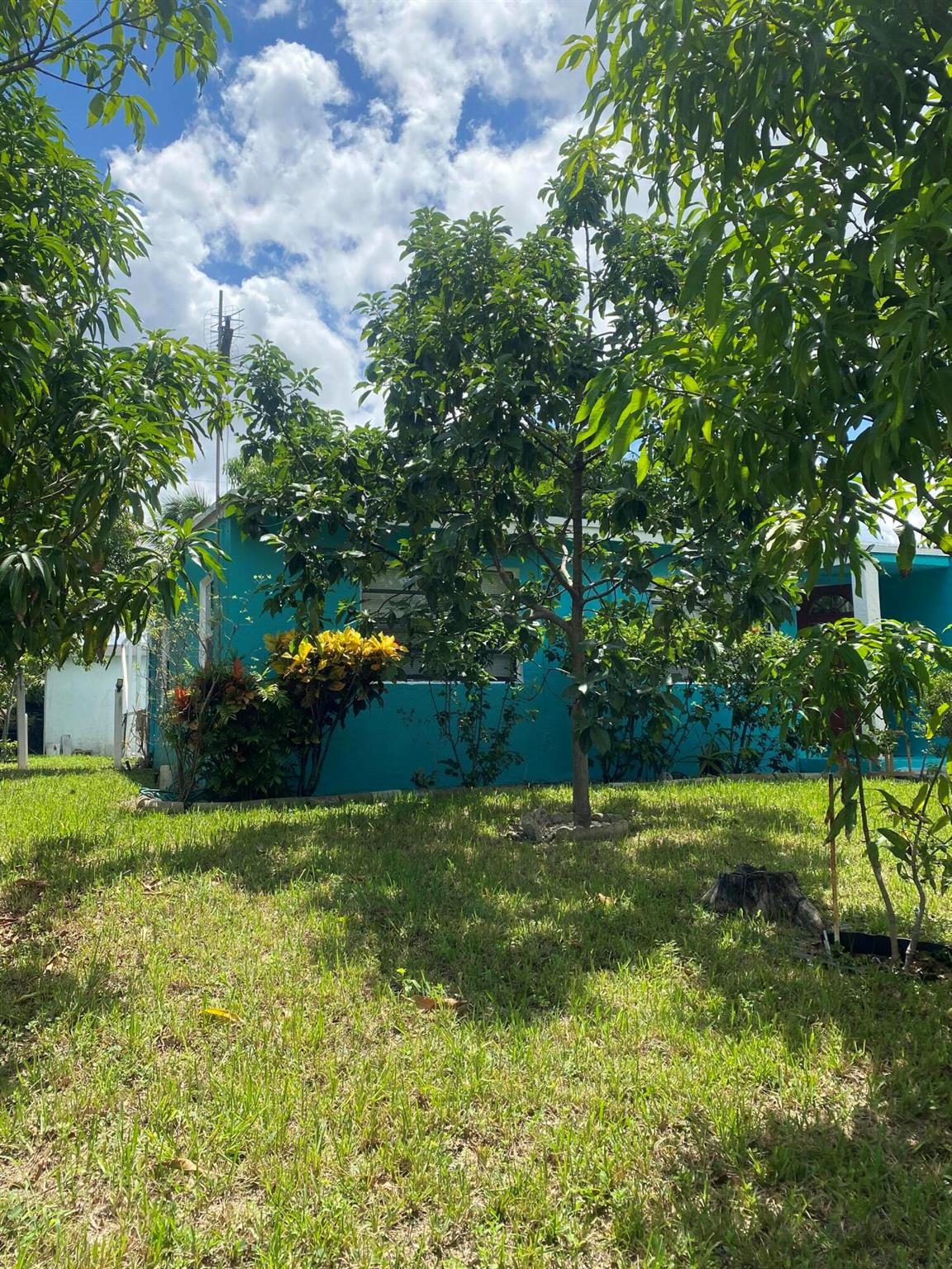 200 Ficus Tree Drive