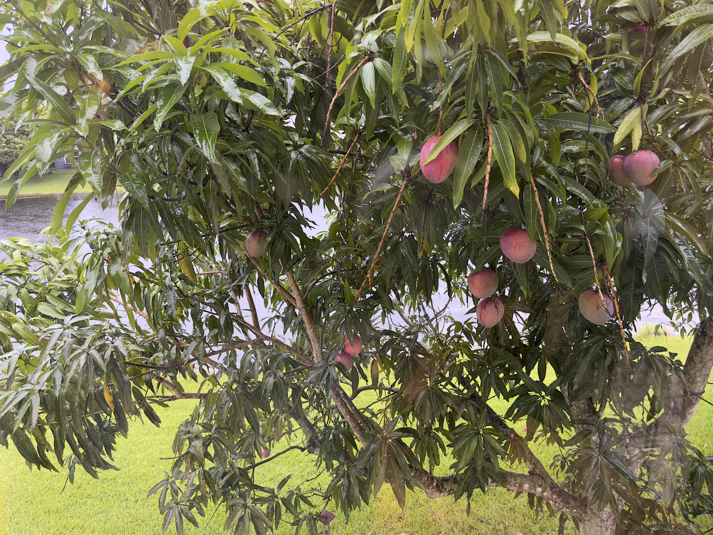 WOODS WALK 3 - Residential Lease