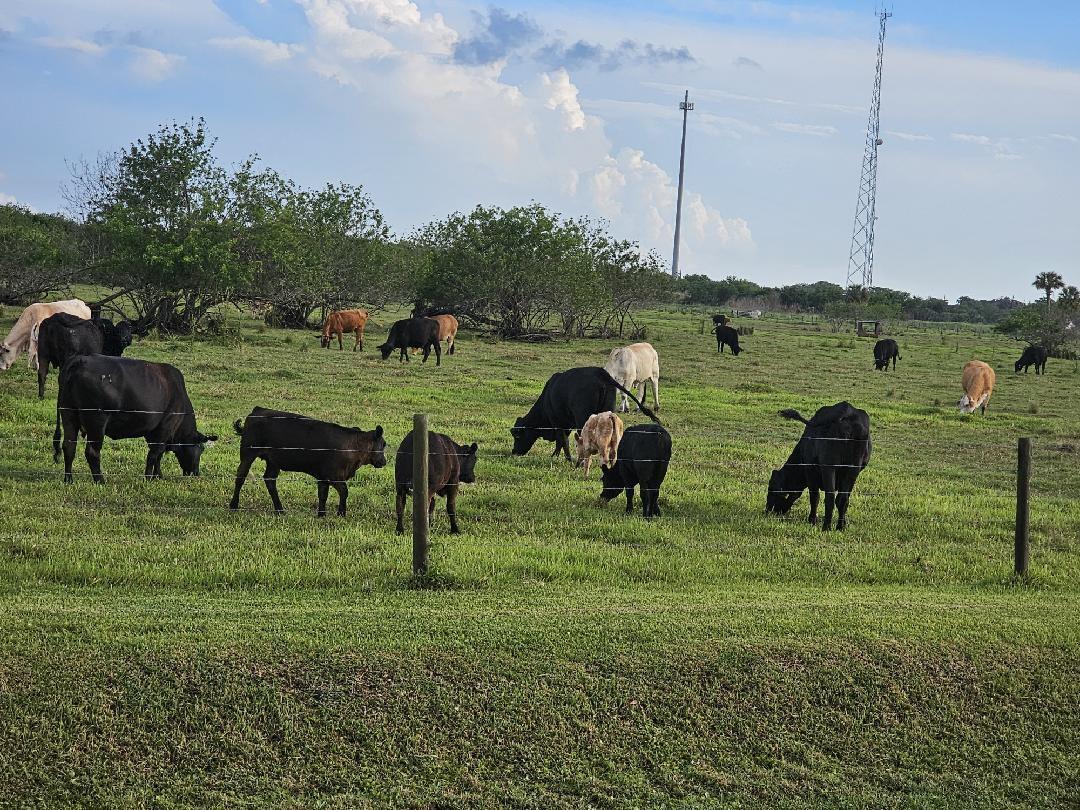 PALM VILLAGE RANCH - Residential