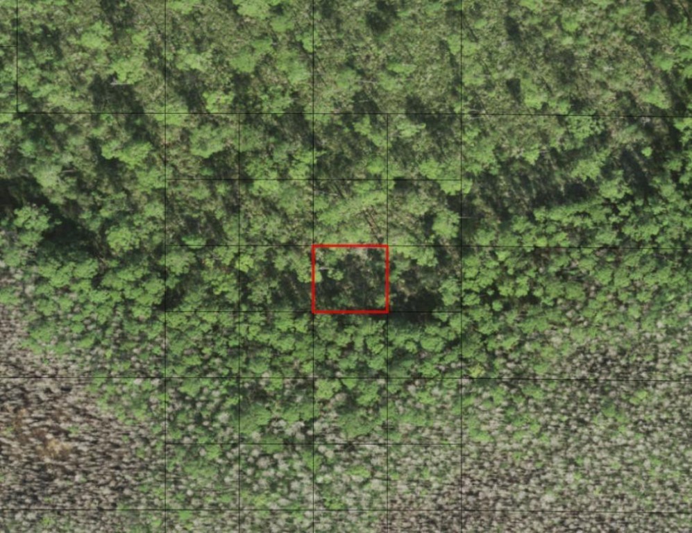 HP222 HOLOPAW - Land