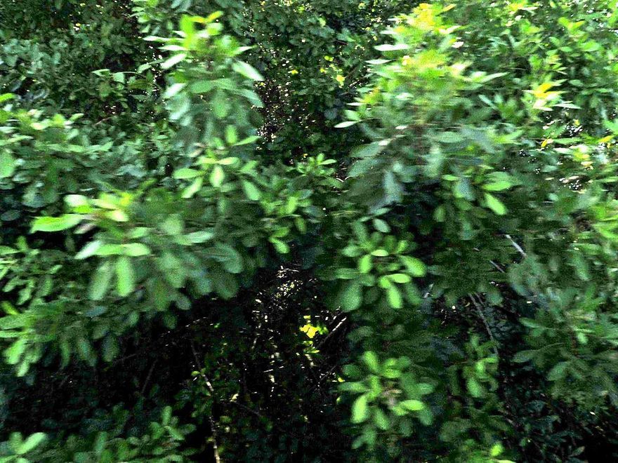 OWN your very own piece of South Florida,  Do not miss this opportunity to build your dream home!  Will not last long!