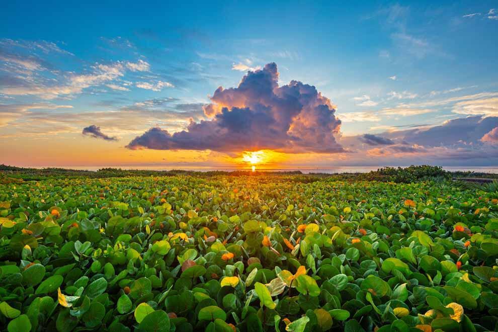 TURTLE BEACH PLAT - Residential