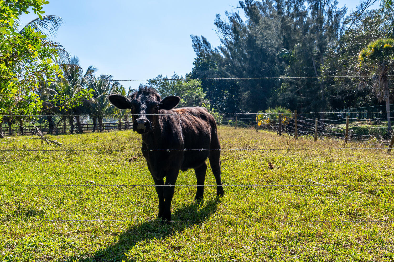 FLA FRUIT LANDS CO - Residential