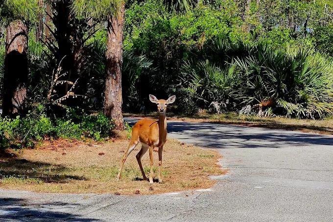 PAPAYA VILLAGE - Residential