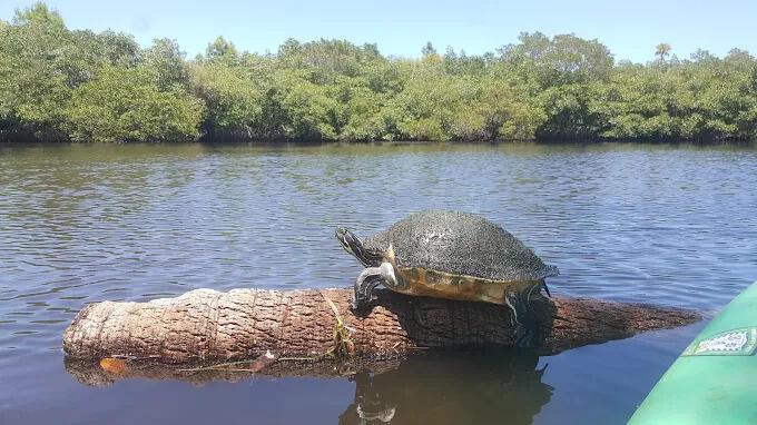 PAPAYA VILLAGE - Residential