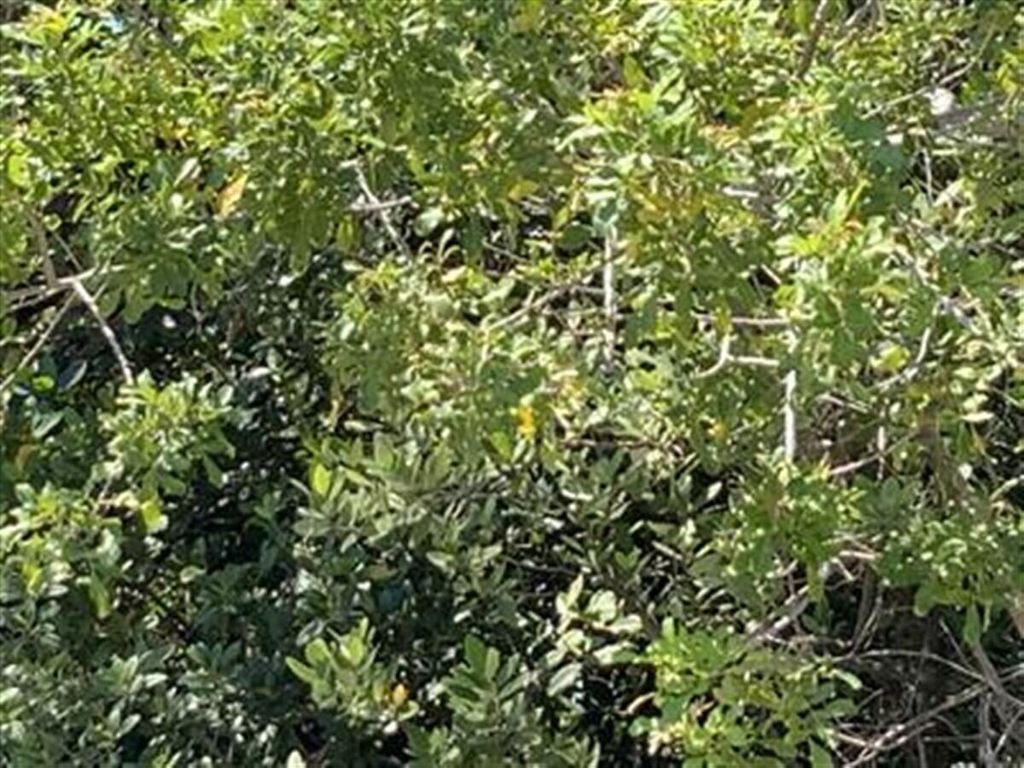 Photo of Tbd Surfside Hutchinson Island Drive, Fort Pierce, FL 34949 (MLS # R11094967)