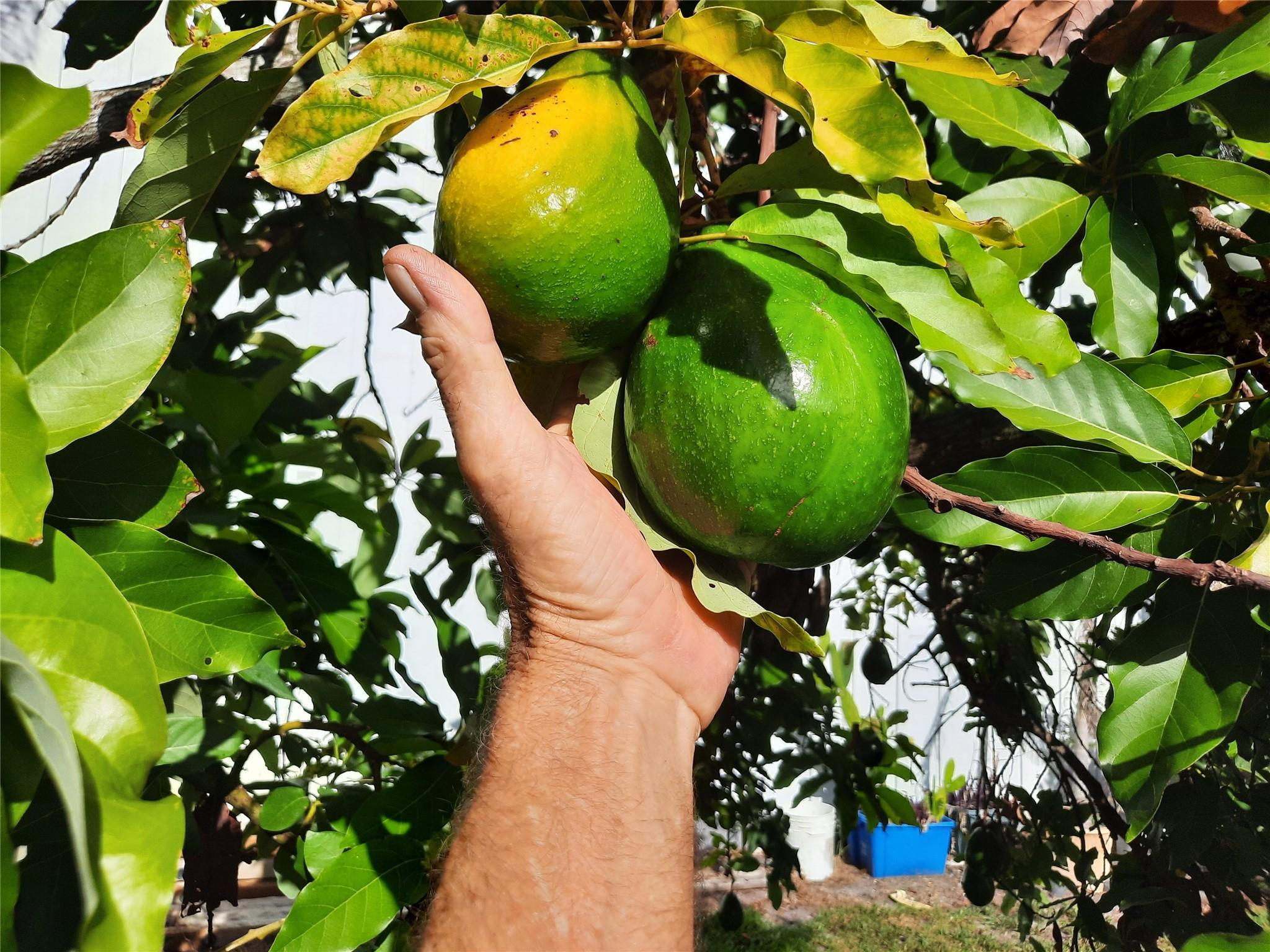 Pinewood Lane - Residential