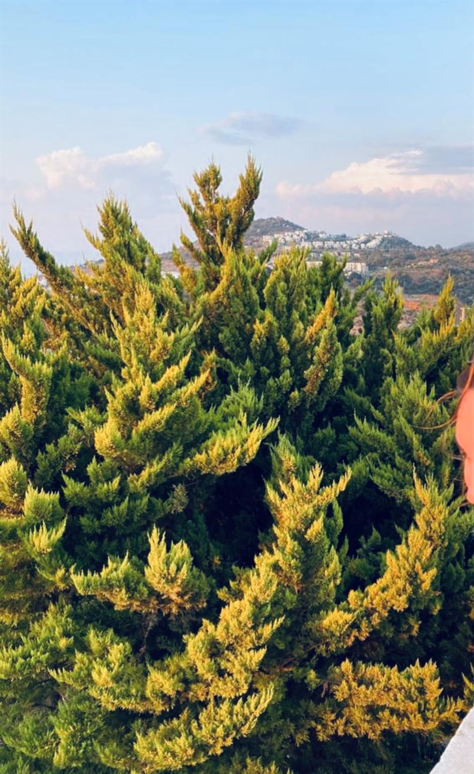 Kamelya Sitesi-Gumusluk - Residential