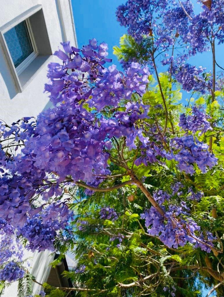 Kamelya Sitesi-Gumusluk - Residential