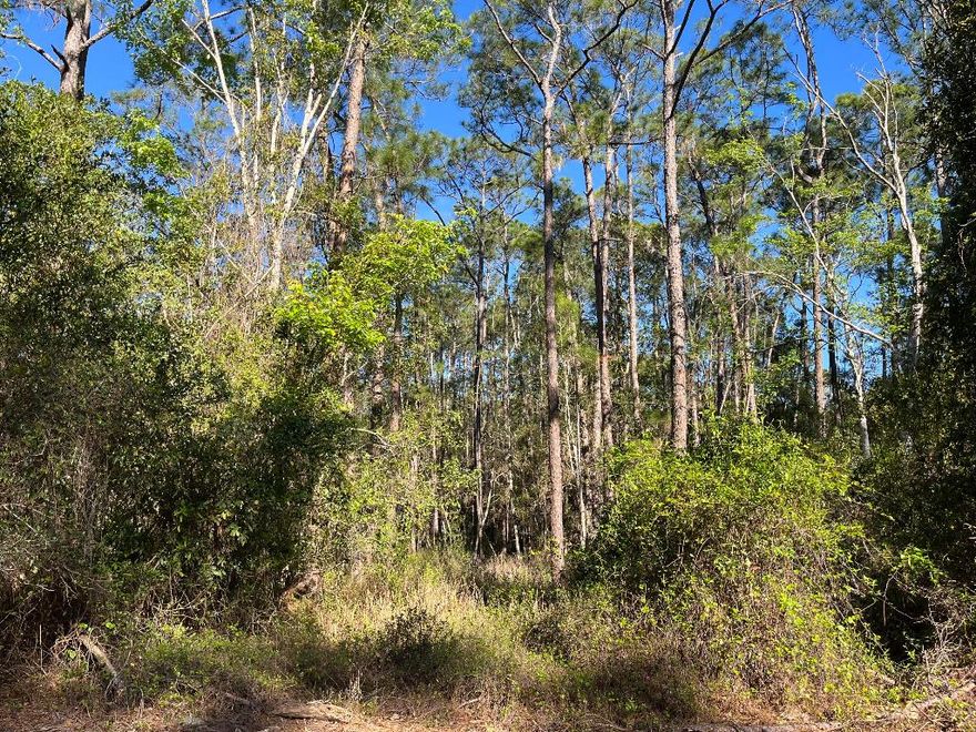 Owner finance available! COUNTRY LIVING AT ITS BEST COME CHECK OUT THIS OVERSIZED 0.69 ACRE BEAUTIFUL WOODED LOT LOCATED IN GEORGETOWN. BUILD OR BRING YOUR DREAM HOME. Come enjoy St. J River Rod & Reel Club, Boat Ramp, Fishing Pier in Lake George. GO BOATING & FISHING ON RIVER & LAKE. GO SWIMMING IN BEAUTIFUL SALT SPRINGS SILVER GLEN SPRING!! OWNER FINANCING AVAILABLE