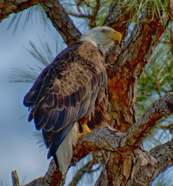 VISTA GARDENS F/K/A VISTA ROYALE GARDENS - Residential