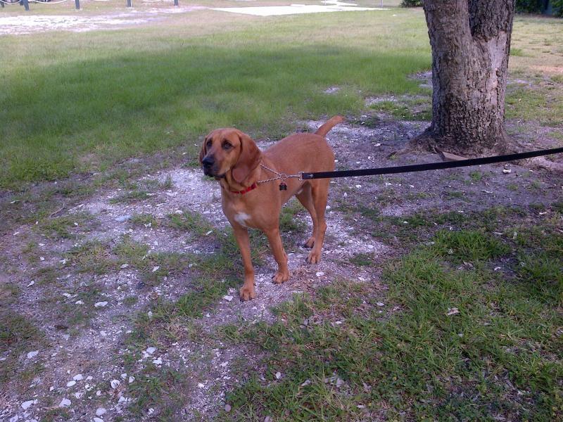 METES AND BOUNDS - Land