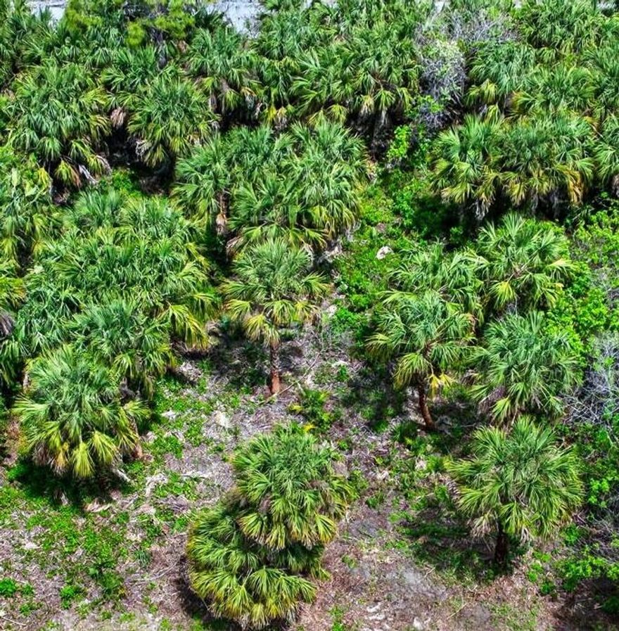 This vacant lot in a thriving community has been partially cleared, making it a great opportunity to invest in the area's growth or build your dream home. It's also available as part of a package with 831 Owl St. SW (the home directly behind the lot), listed in Space Coast and Stellar MLS as well. The seller is open to selling it separately or as part of the home sale.