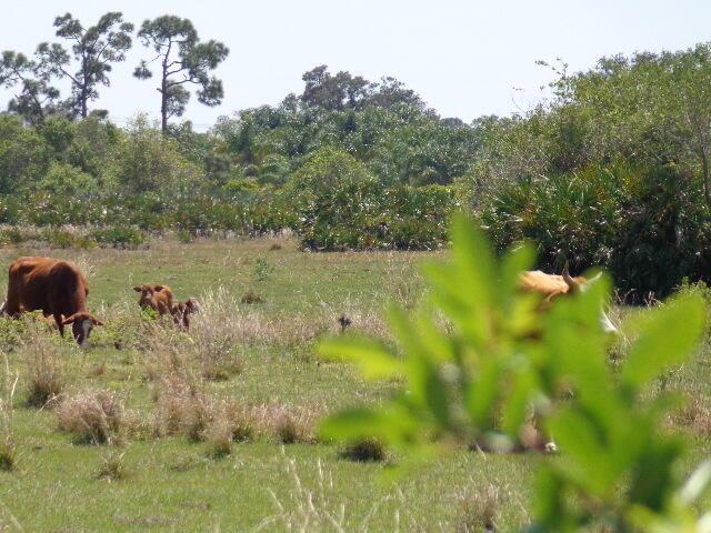 63000 Western Agricultura - Land