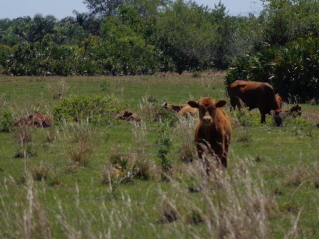 63000 Western Agricultura - Land