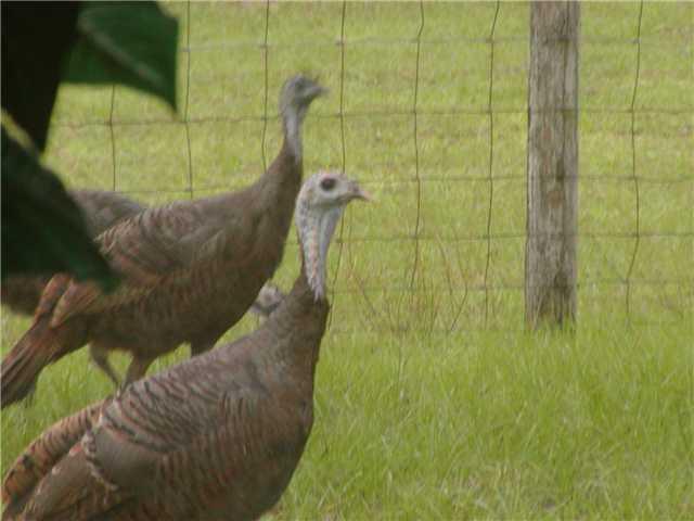 63000 Western Agricultura - Land