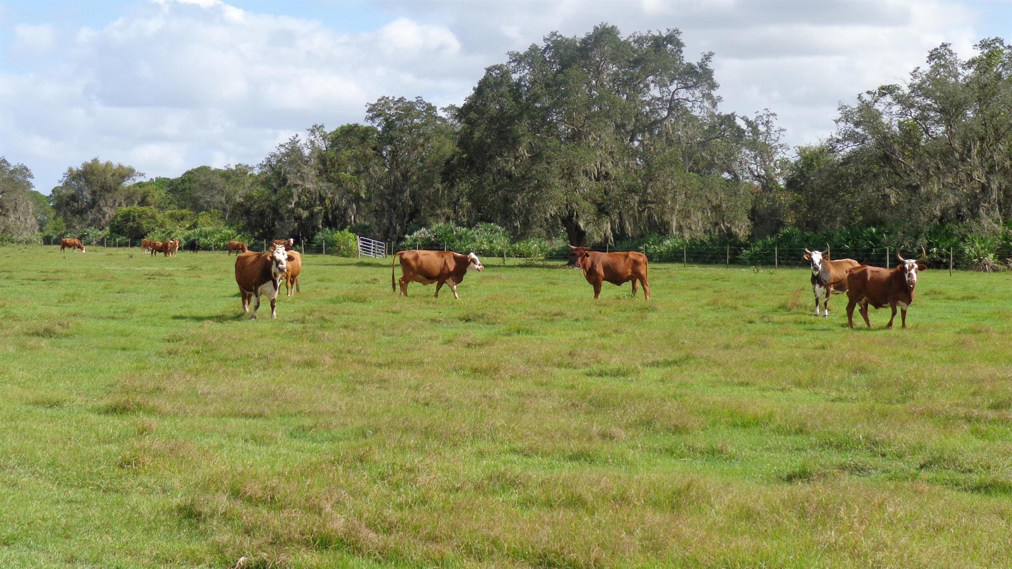 63000 Western Agricultura - Land