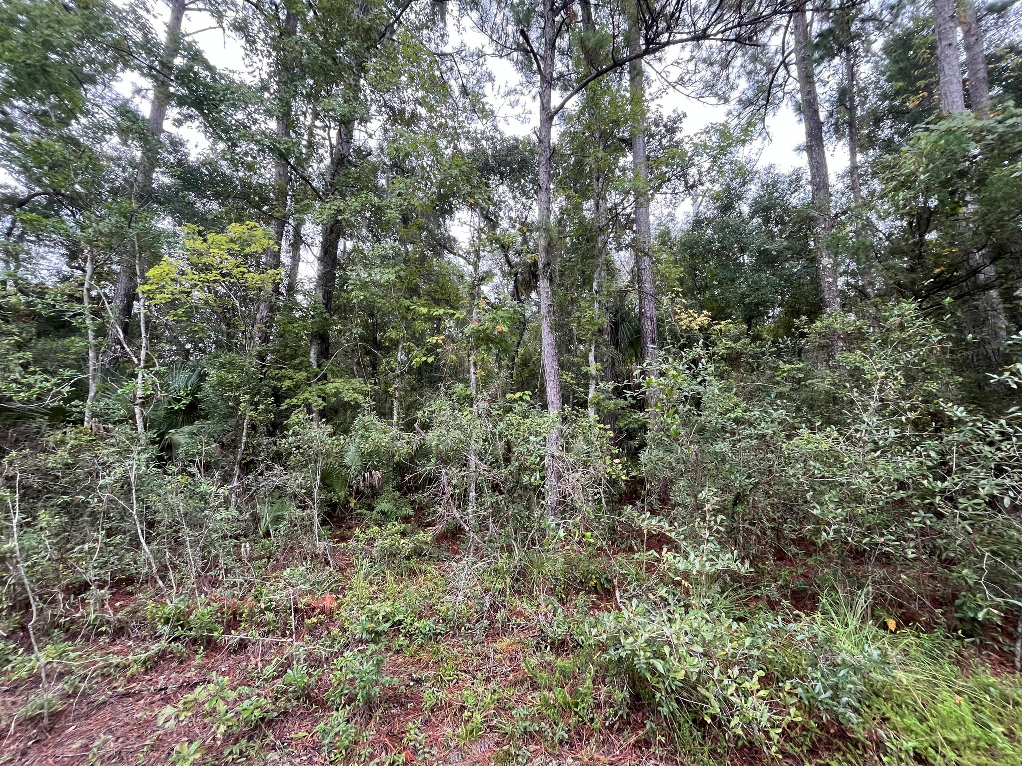 121 Doewood Trail