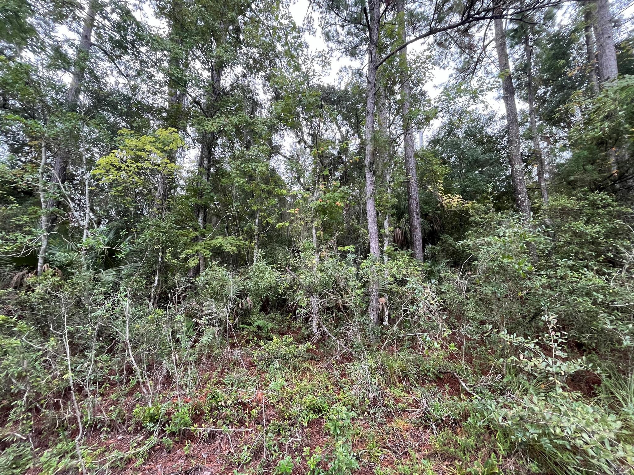 121 Doewood Trail