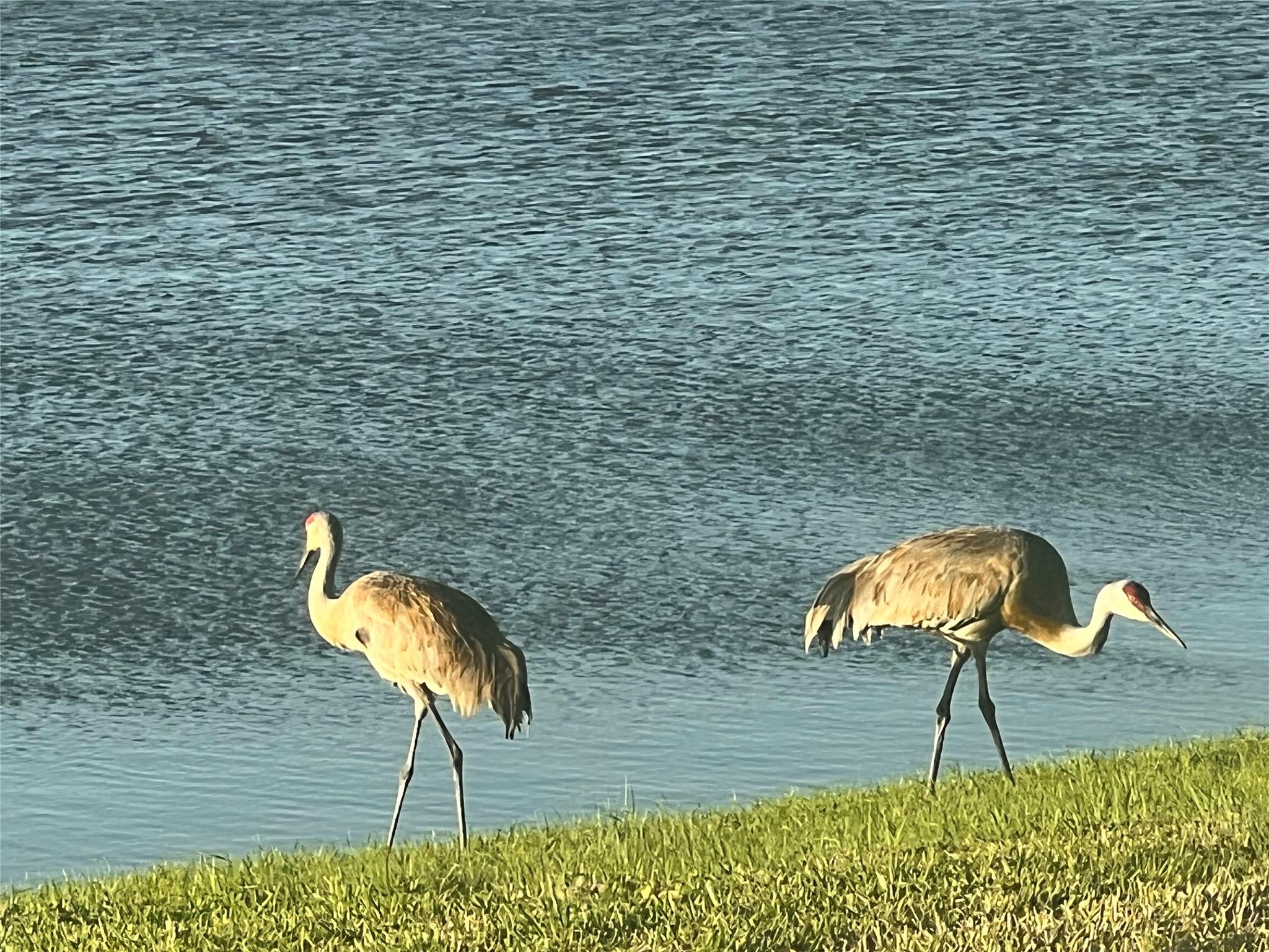 Verano South PUD 1 - Pod - Residential